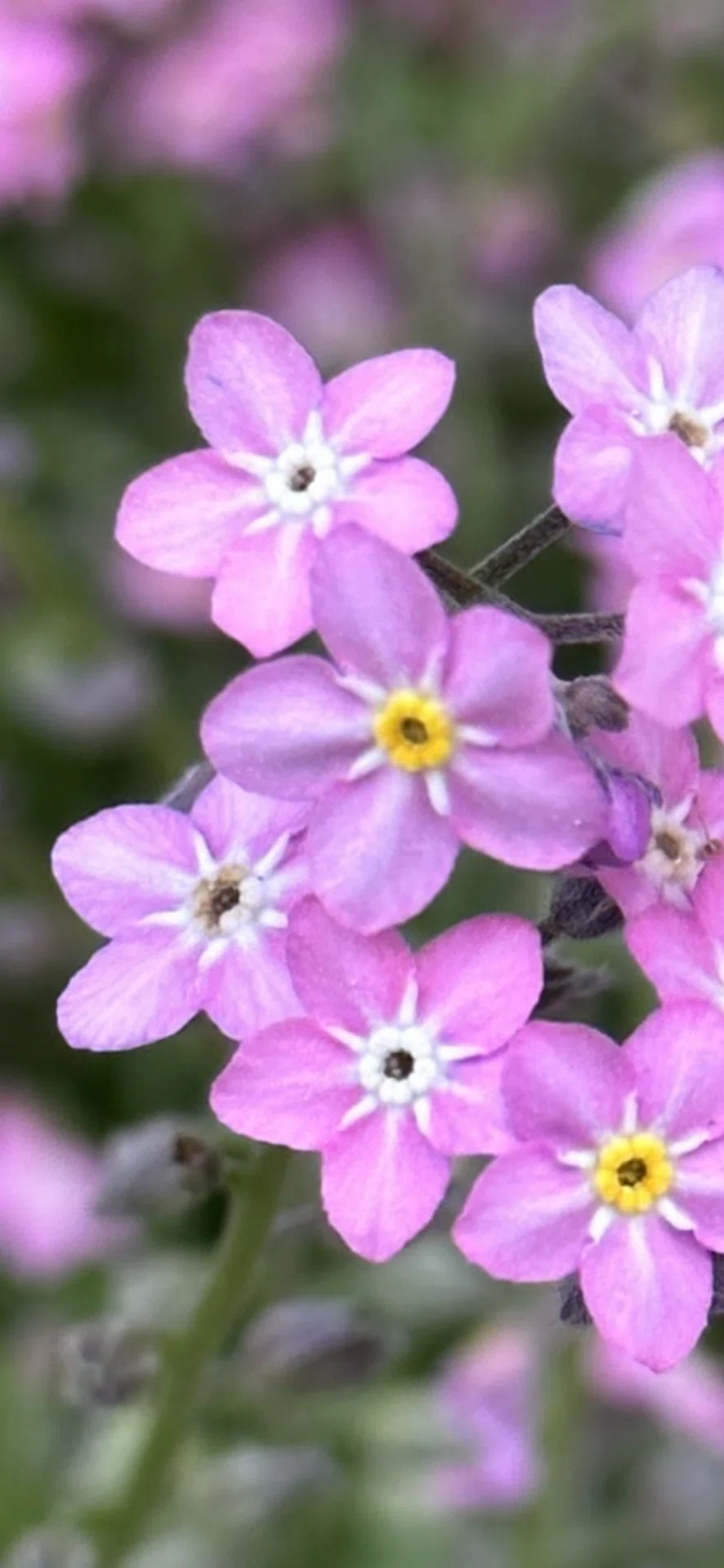 桃花勿忘草｜EGGSEED