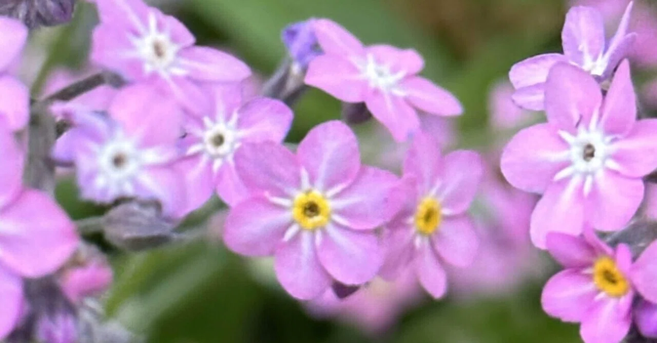 桃花勿忘草｜EGGSEED