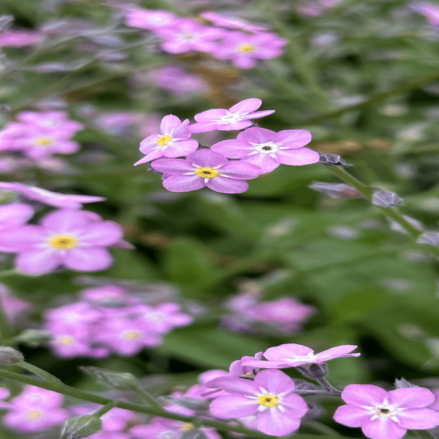 桃花勿忘草｜EGGSEED
