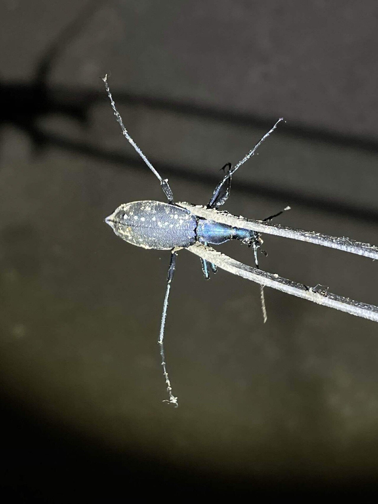 まいまいかぶり樣專用 38 北甲神ー蝸牛被(ほくこうしん まいまいかぶり) Xuanwu - Carabus