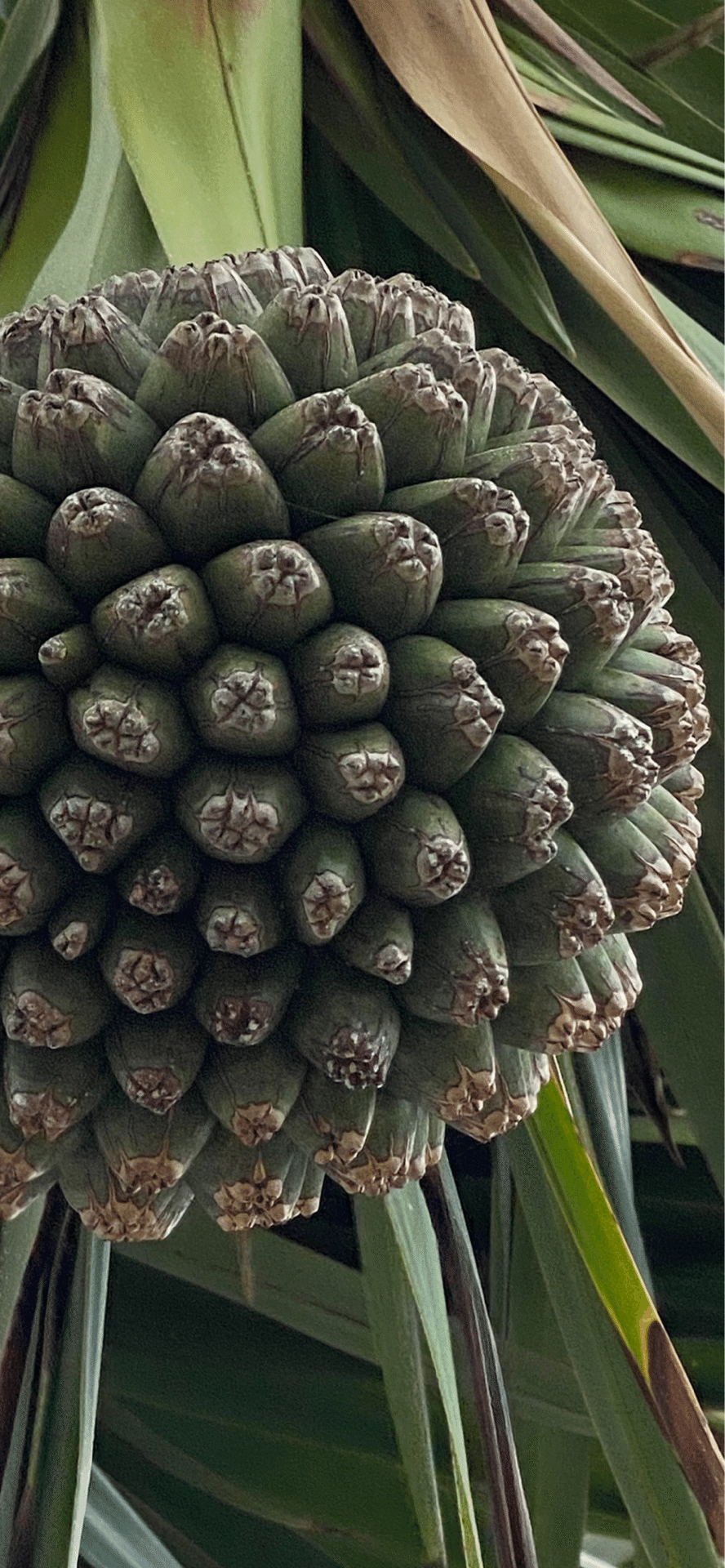 美葉蛸ノ木 スパイク状の実が見事な南国の樹木｜EGGSEED