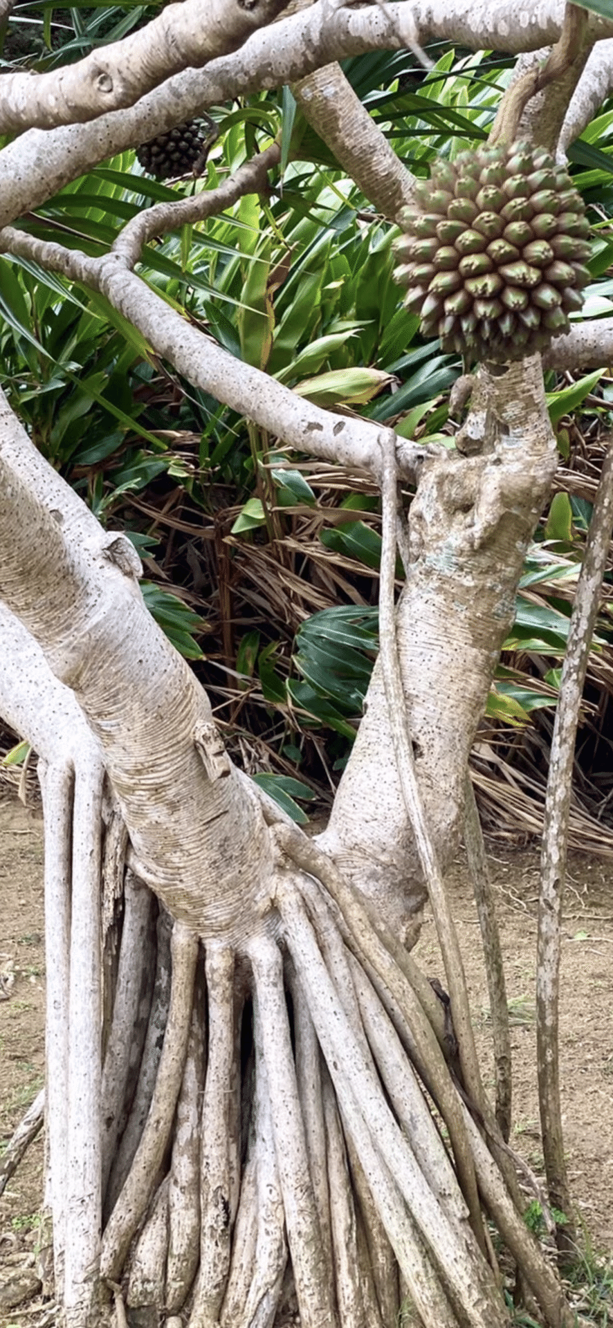 美葉蛸ノ木 スパイク状の実が見事な南国の樹木｜EGGSEED