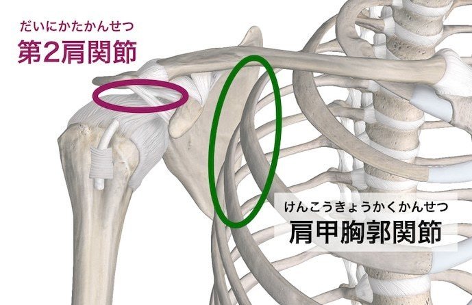 肩関節の関節は５つある ラオックス Note
