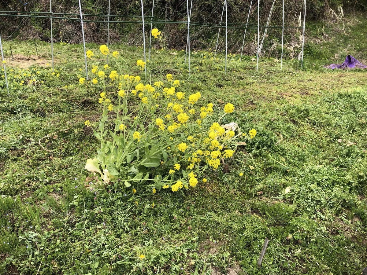 刈り払い機で草刈り｜MUNA_FARM 無農薬自給自足