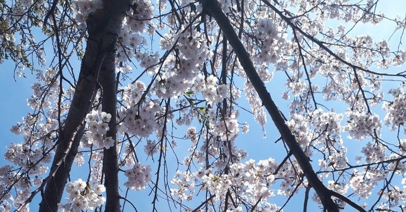 桜の木の下で出逢った女の話　第5話