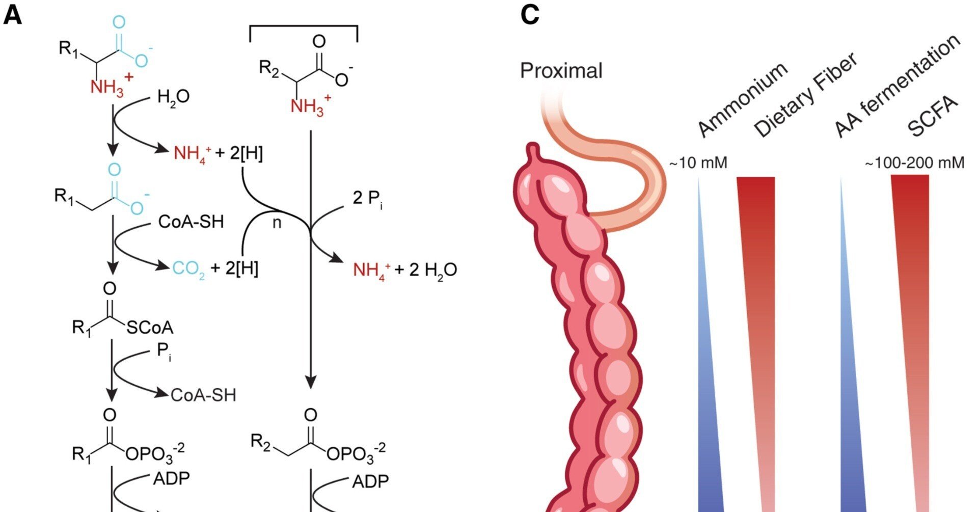 腸内細菌叢におけるクロスフィーディングの 生態とメカニズム｜哉百名