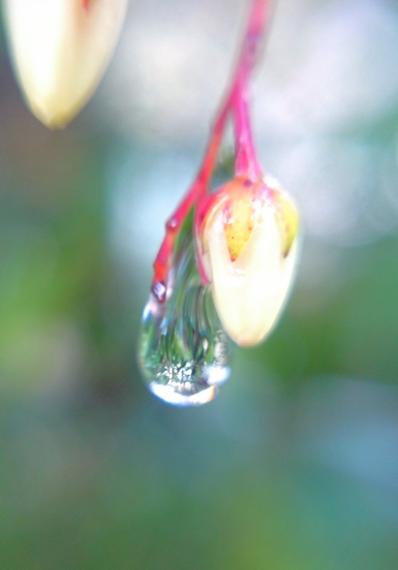 おはようございます そばにいて アセビ寄り添う 花 しずくﾟ ﾟ ﾟ 望美 写真 3d弁当 ガーデン弁当 Note