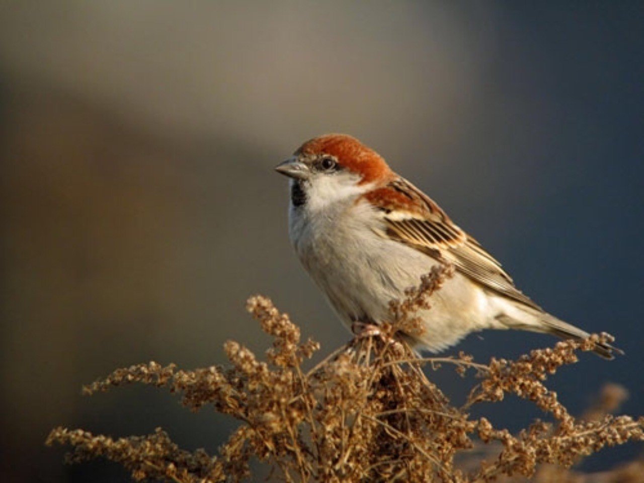 第124回 もう一つのスズメのニュウナイスズメ 翆野 大地 Note