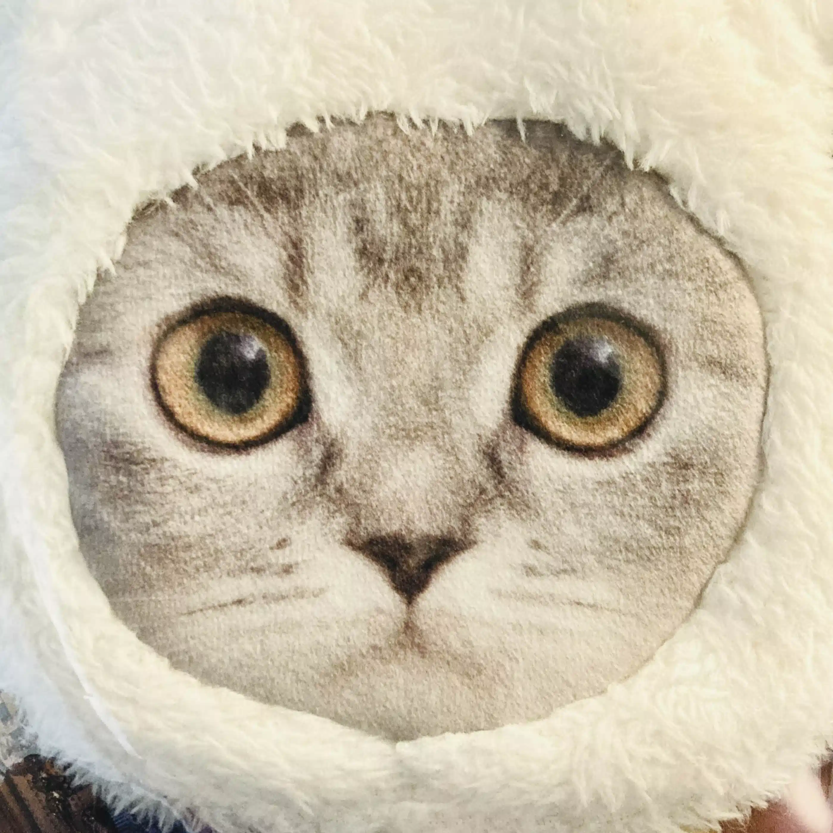 白井 猫　　(しろい ねこ)