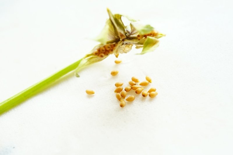 ビオラの種採取 ゆかこ Note