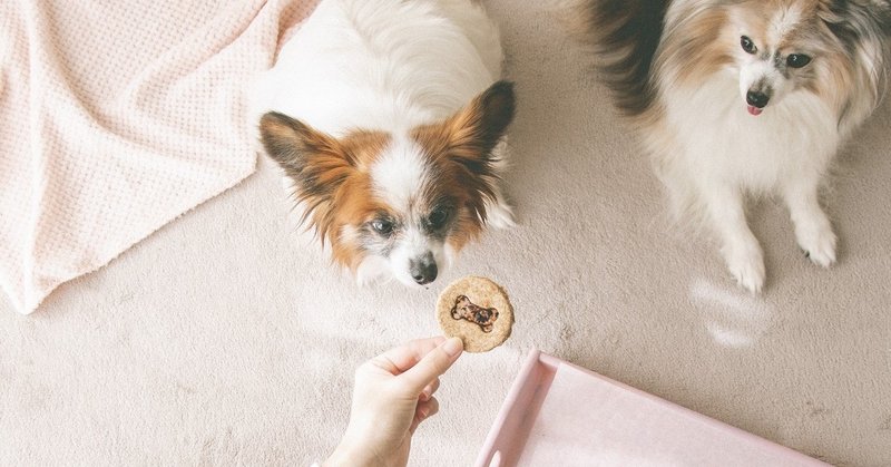 キャンディ不要 犬用ステンドグラスクッキー 手作り犬おやつレシピ 単品購入 いちかわあやこ 犬ごはん先生 Note キャンディ不要 犬用ステンドグラスクッキー 手作り犬おやつレシピ 単品購入 いちかわあやこ 犬ごはん先生 Note