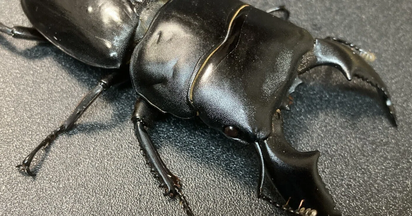 オス♂メス♀ペア スマトラオオヒラタ 98，0mm メス49，3mm