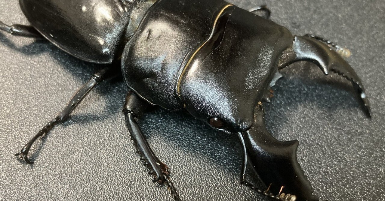 スマトラオオヒラタ 飼育記録 ＃1 ペアリング～産卵セット｜ヤヴカラヴォー