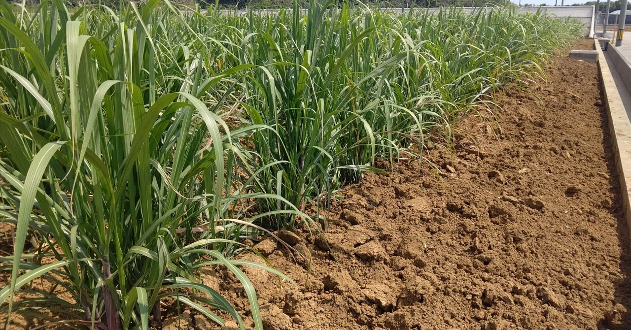 沖縄でサトウキビ畑を見る｜農業×不動産