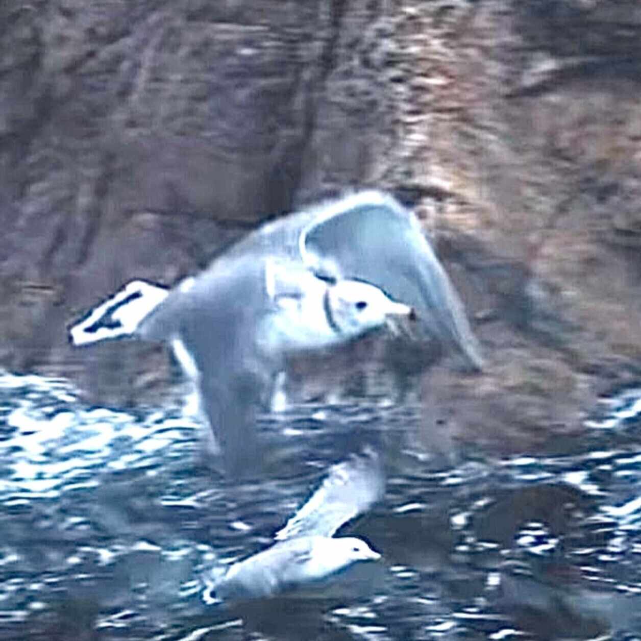 櫻坂46 関有美子卒業セレモニー レポ｜めんでる