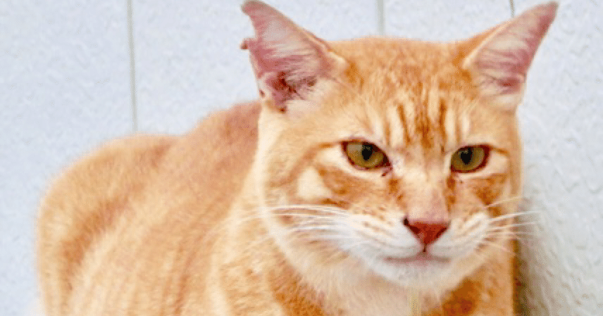 茶トラ猫”にこだわってしまう理由｜トラミヤ