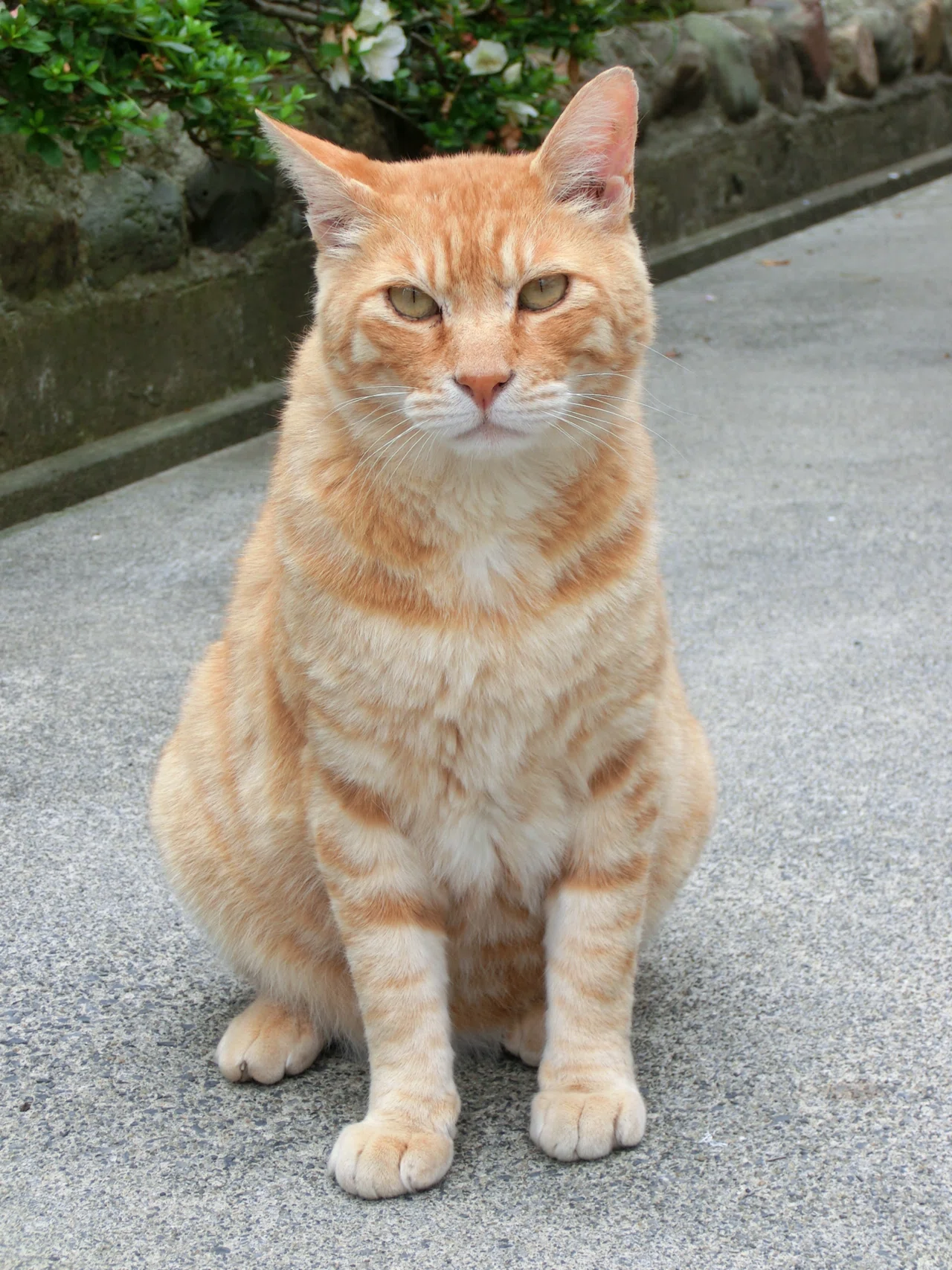 茶トラ猫”にこだわってしまう理由｜トラミヤ
