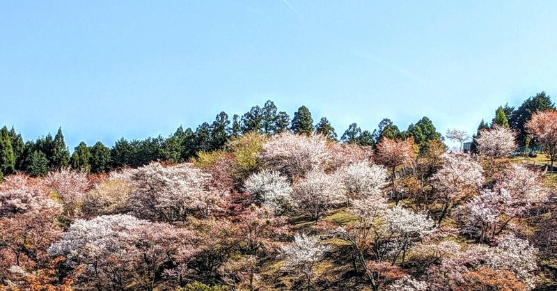 吉野水分神社の桜【奈良・吉野山】