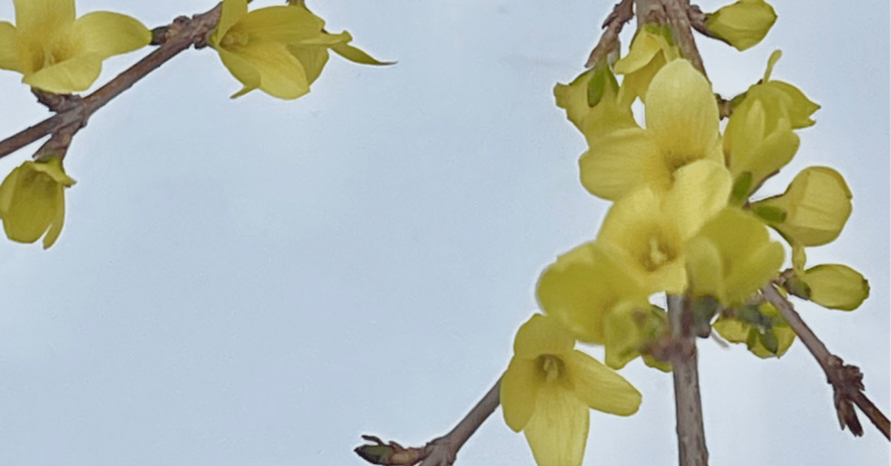 no.182 黄連翹とハリネズミ 花の似合う男 - はりねずみのがんも