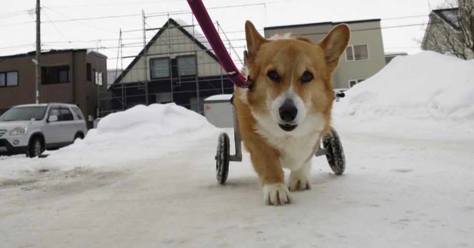 コーギーについて もえれ製作所 Note