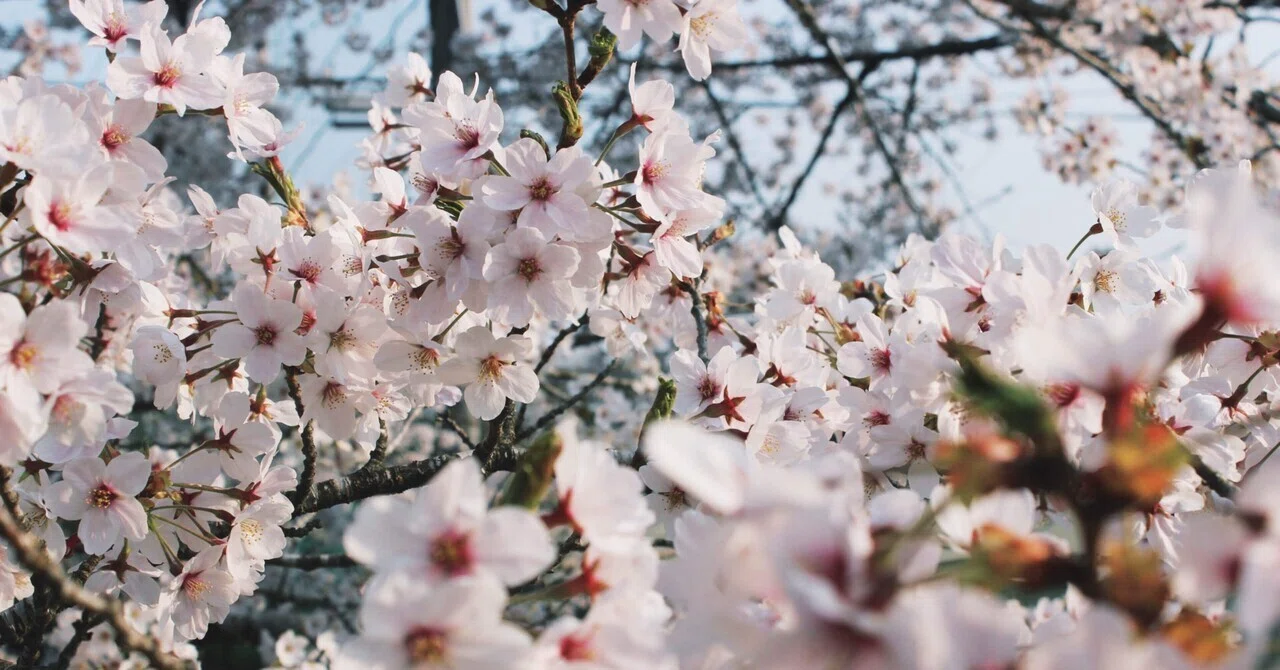 なんかの花｜スミ子