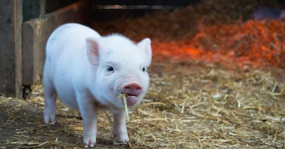 The Piglet 2019が始まるよ 早川 純一 Note The Piglet 2019が始まるよ 早川 純一 Note