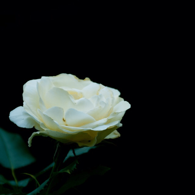White Rose 菅野 学 写真家 Note