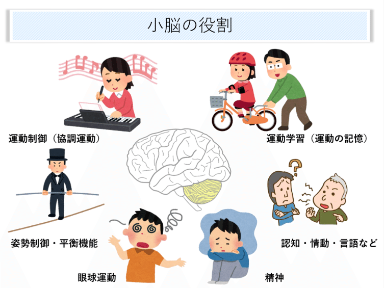小脳と運動失調 : 小脳はなにをしているのか 小脳と運動失調 : 小脳はなにをしているのか】脳・神経疾患