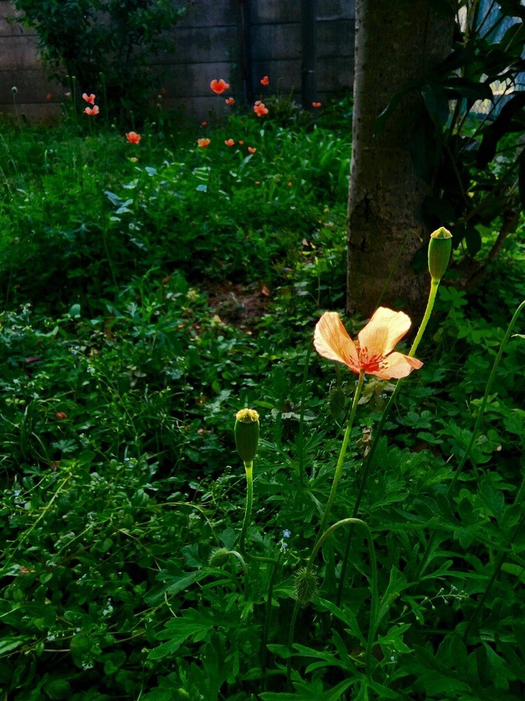 おはよーございます。

裏庭に光る、ちっちゃな橙色の天然ライト。
花びらシェードが去った後のタネ壺も、横で可愛く揺れておりました。

楽しい木曜日を。

#sky #spring #flower #moritaMiW #love #空 #ヒナゲシ #佳い一日の始まり