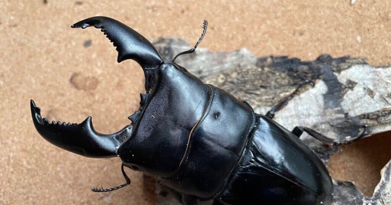 スマトラオオヒラタ初心者でも100㎜出す方法｜takahiro.