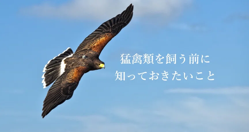 猛禽類（ハリスホーク・ハヤブサ・フクロウ）を飼う前に読んでね｜KT｜note