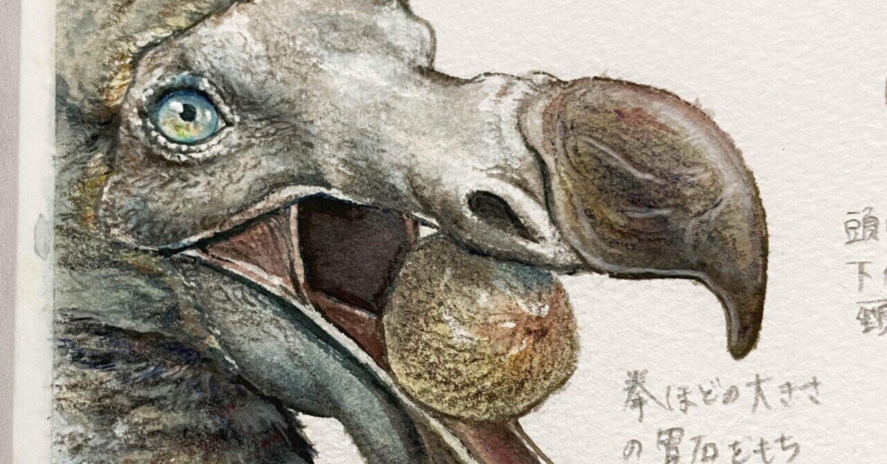 連載）『ドードーをめぐる堂々めぐり』を読んでドードーを描く③(終