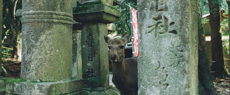 奈良といえば？　鹿ですよ。