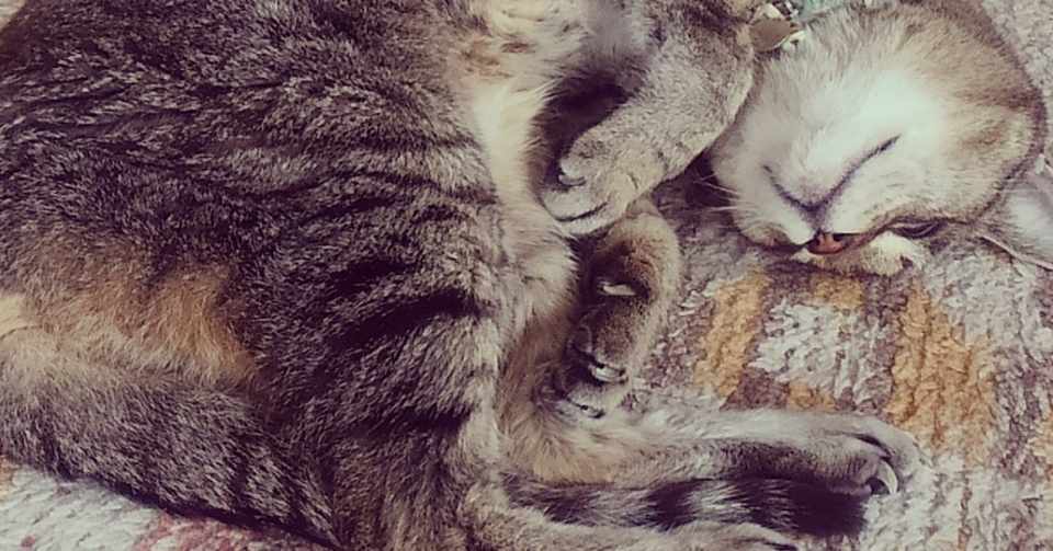 おじいさんネコのピーさんがもう少しで死ぬ 菊池とおこ Note