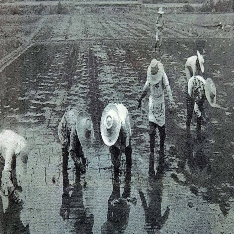 農民にひかれた生産技術が文化を作る｜Yayako｜弥也子