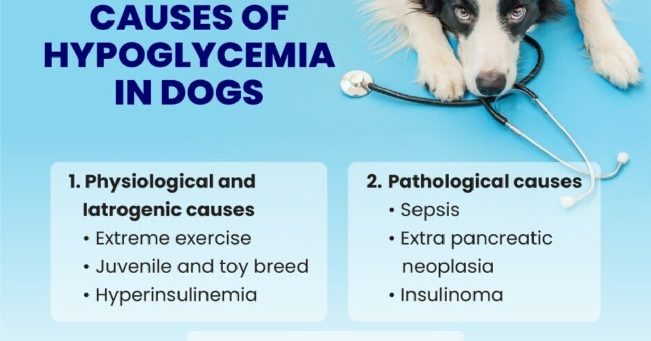 Hypoglycemia in Dogs What Every Pet Owner Should Know｜Yuvaap Official｜note