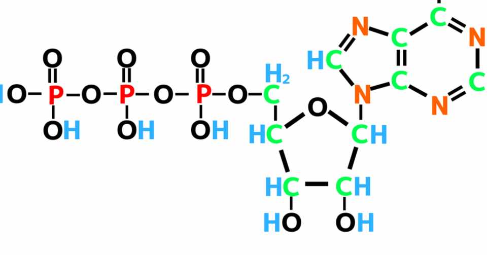 第二部 What Is Doping Vol 2 アデノシン三リン酸 Atp を作り出せ 助手 Note