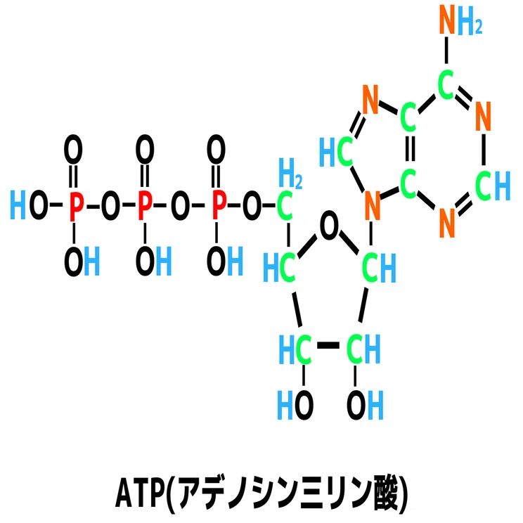 第二部「What is doping？」 Vol.2「アデノシン三リン酸（ATP）を