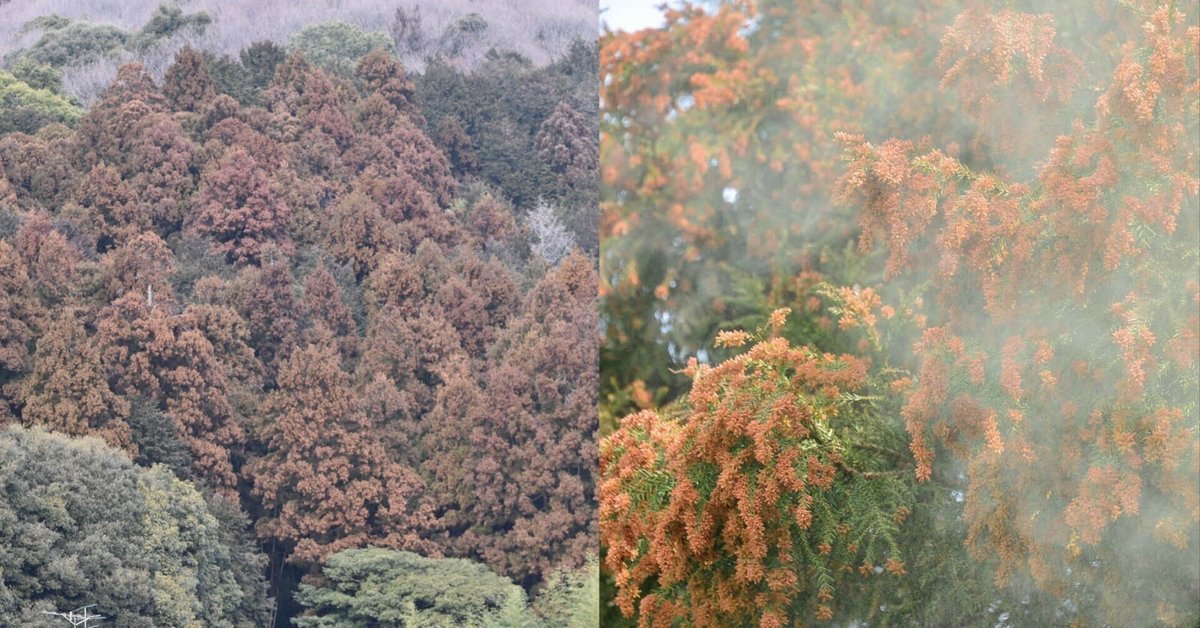 杉の花粉 ③ スギ花粉がどれだけ飛んでいるか計算してみた｜ブンイチ（文一