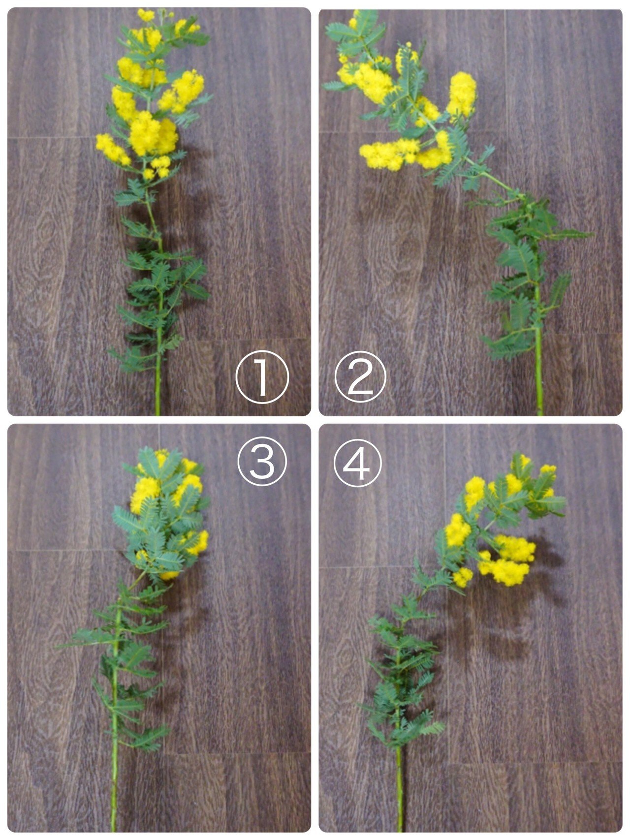 イイ感じにミモザを飾る3つのコツ 岩田紫苑 Note イイ感じにミモザを飾る3つのコツ 岩田紫苑 Note