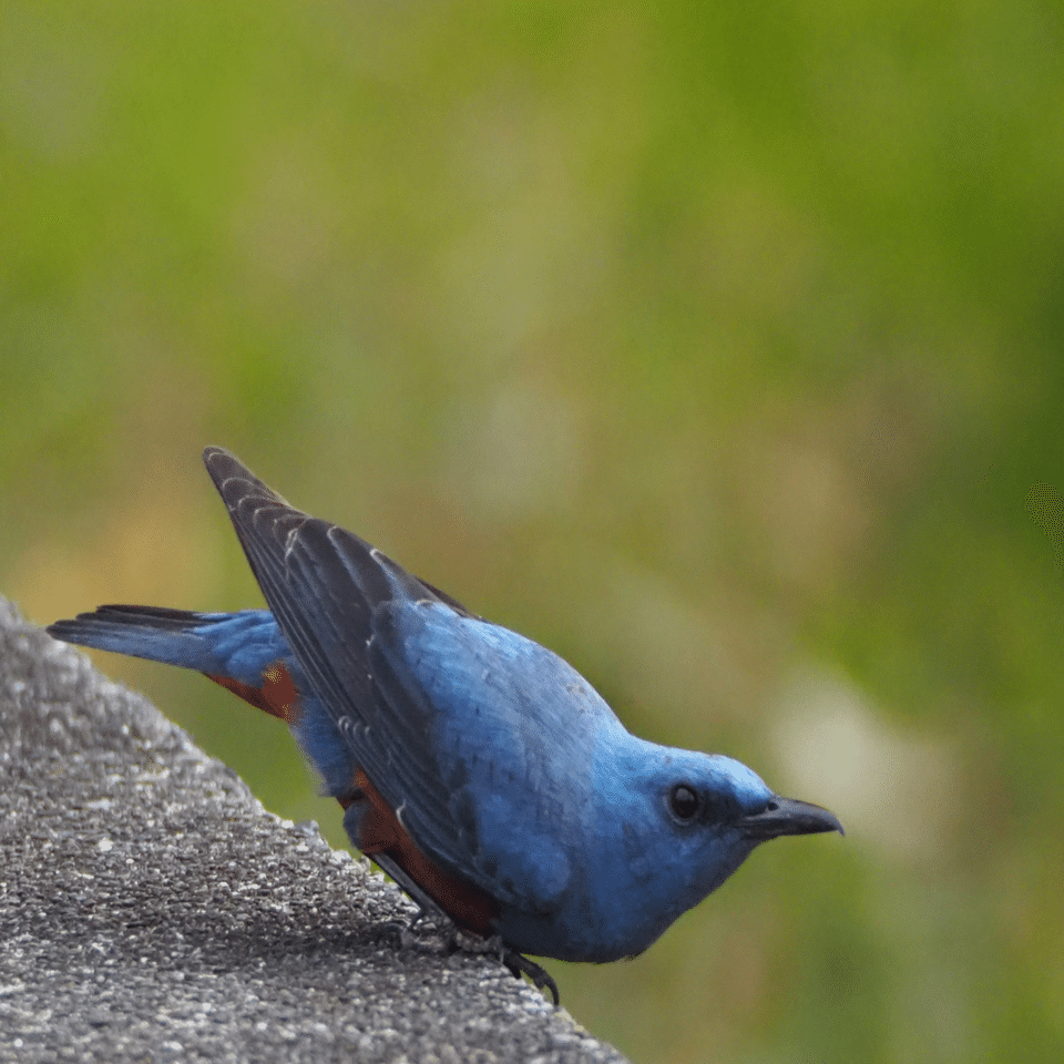 野鳥観察｜イソヒヨドリ｜幸せの青い鳥？？｜夜と街