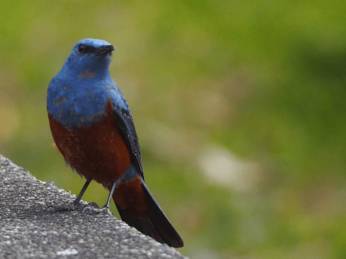 青ぃ鳥です 青い鳥 - Search / X