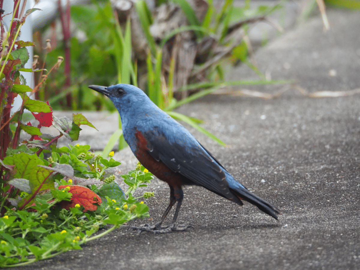 野鳥観察｜イソヒヨドリ｜幸せの青い鳥？？｜夜と街