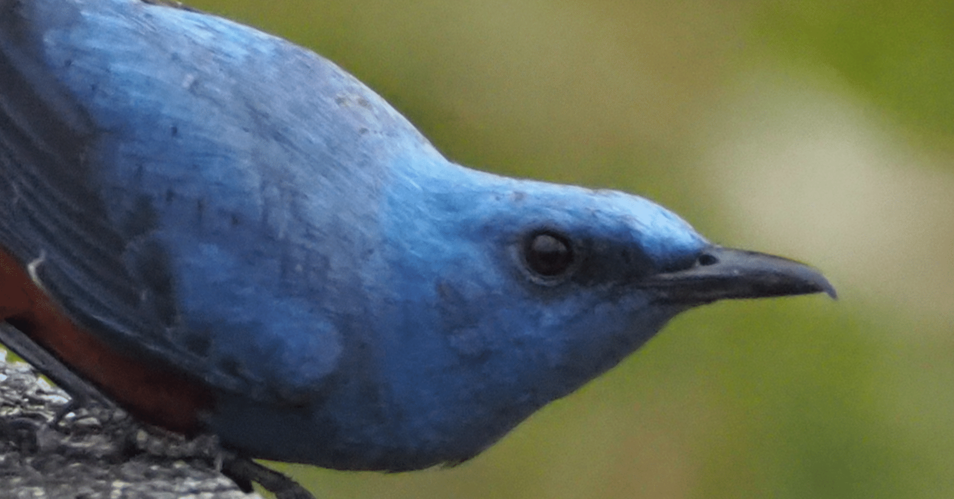 野鳥観察｜イソヒヨドリ｜幸せの青い鳥？？｜夜と街