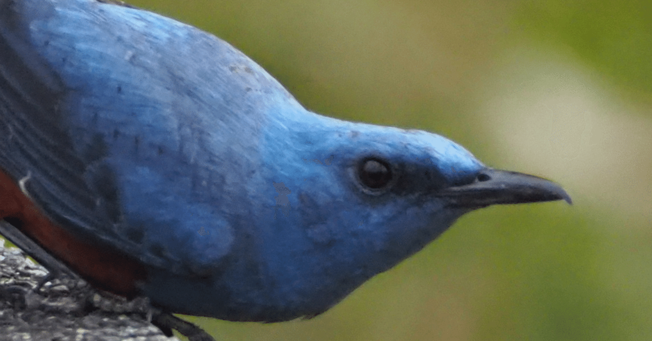 青ぃ鳥です 野鳥観察｜イソヒヨドリ｜幸せの青い鳥？？｜夜と街