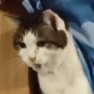 マボ