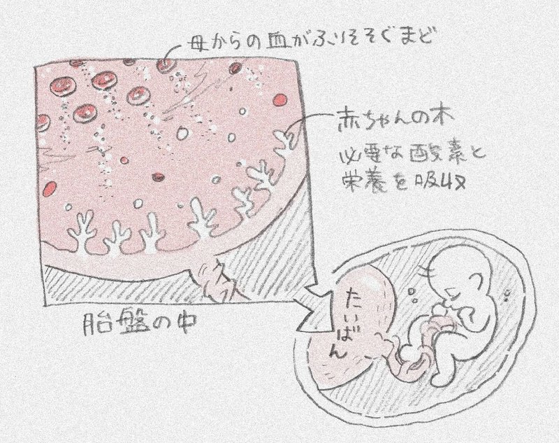 妊娠16週 5ヶ月 安定期と母の存在 育児漫画家 善哉あん Note