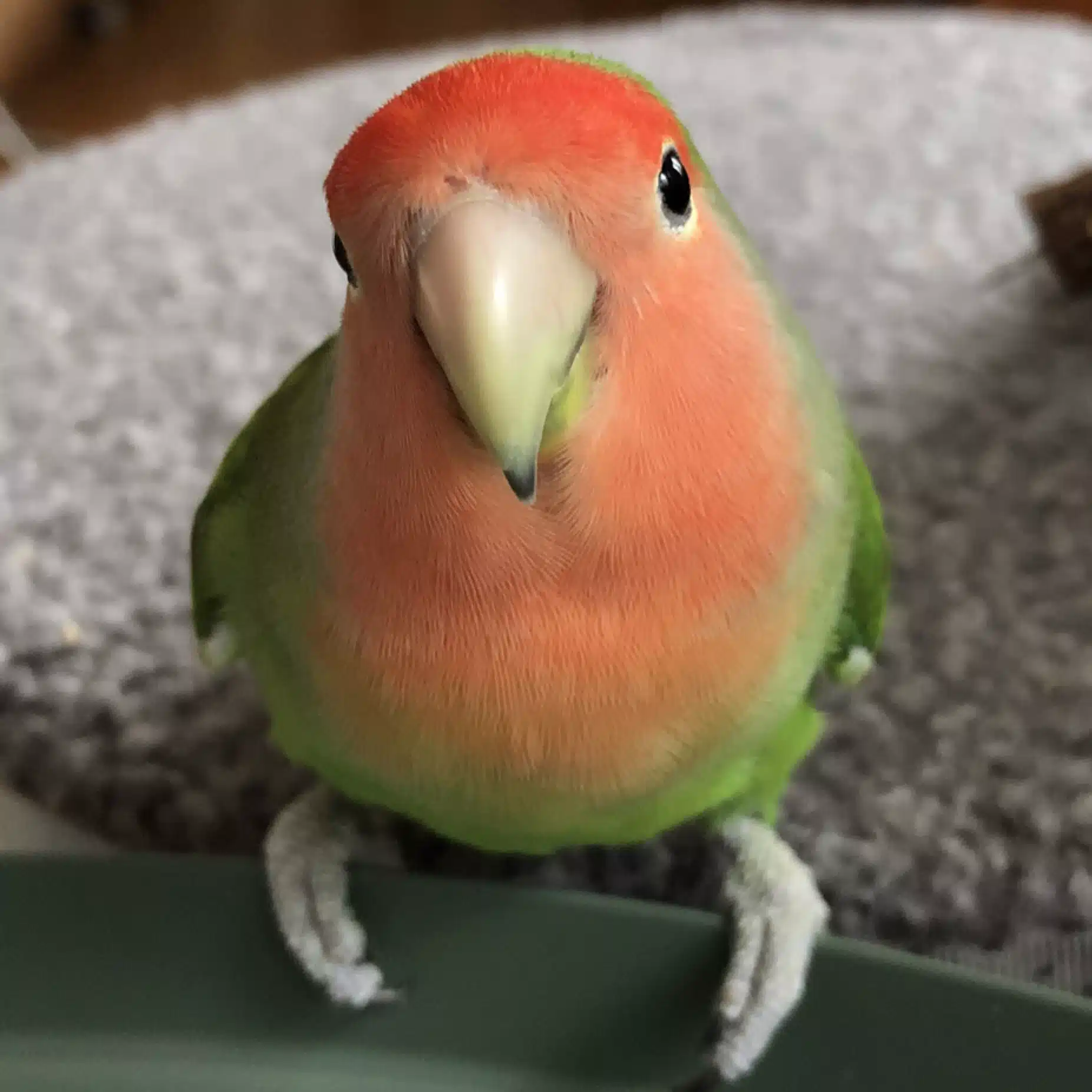 リーちゃん