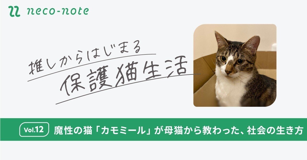 魔性の猫「カモミール」が母猫から教わった、社会の生き方｜ネコノート🐱保護猫支援のneco-note