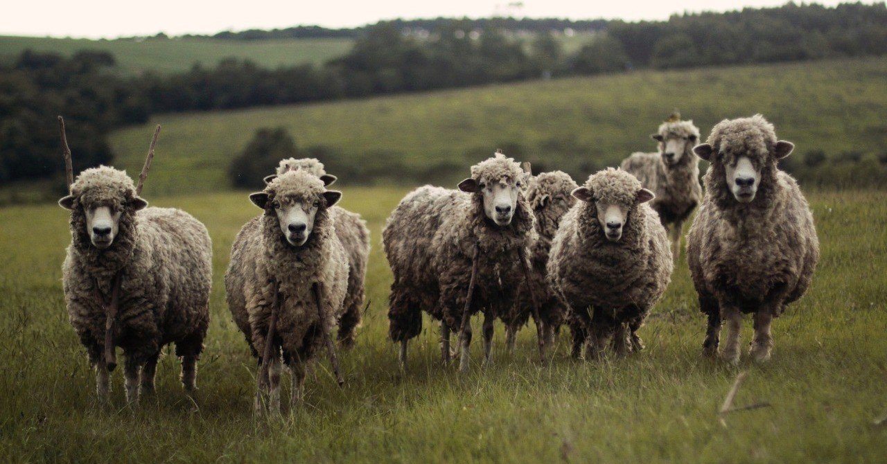 黒い羊 歌詞 意味